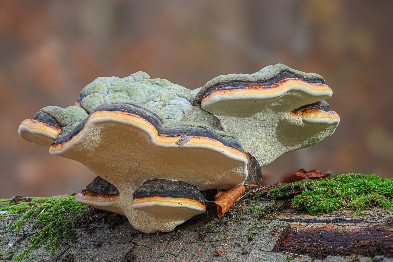 Schöner Zunderschwamm