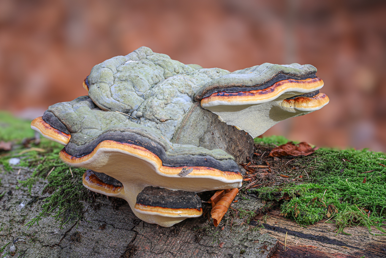 Schöner Zunderschwamm