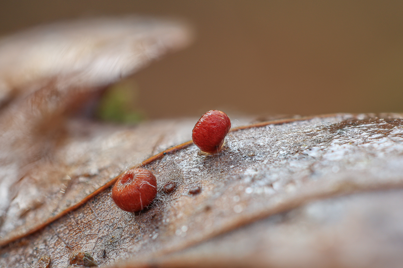 Ich weiß nicht was das ist ...