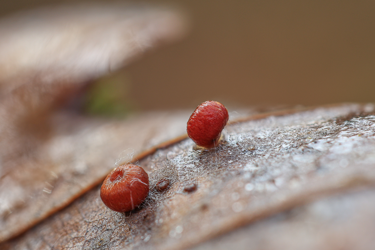 ... die Kügelchen sind ca. 1 mm klein