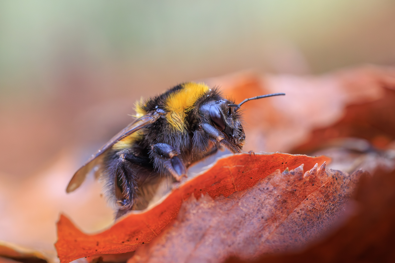 Das milde Wetter hat diese (wahrscheinlich) Hummel aus ihrem Versteck gelockt