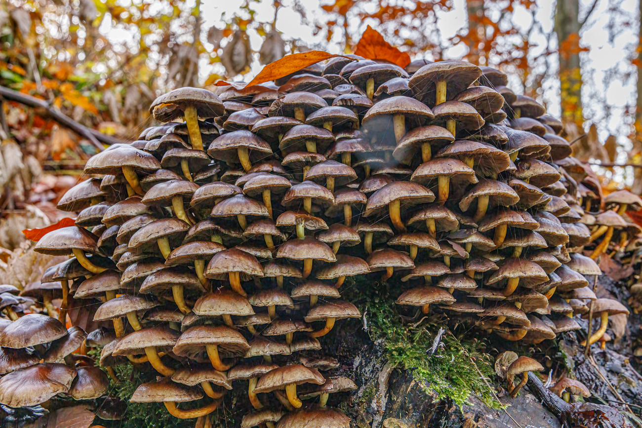 Massenansammlung an Pilzen