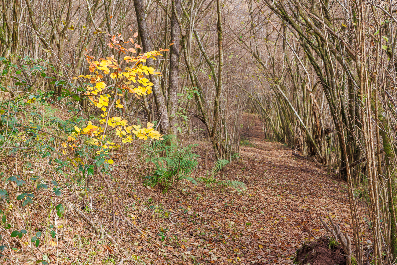 Gelber Lichtblick am Waldweg