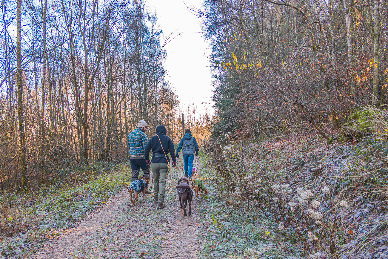 Mit insgesamt vier Hunden ist es schon etwas anstrengend