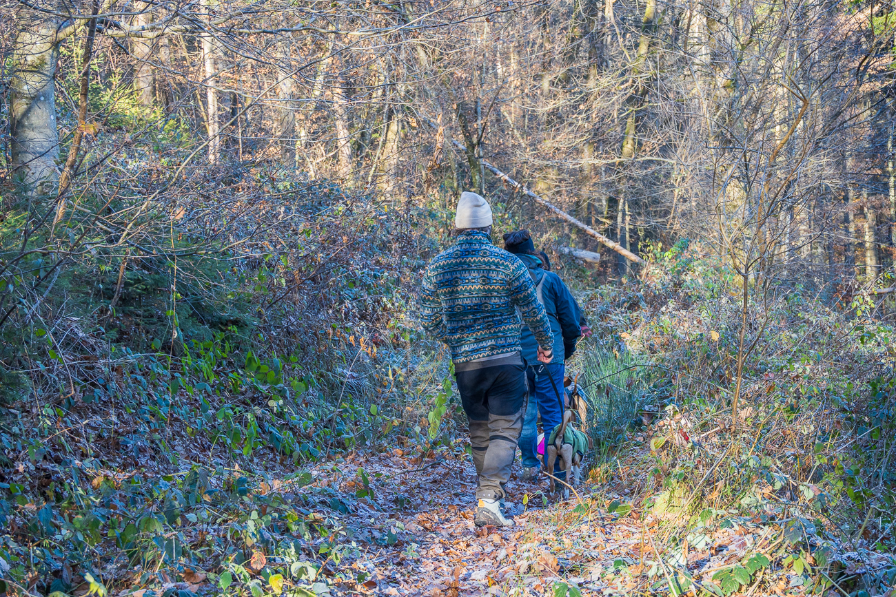 Schöner schmaler Waldweg