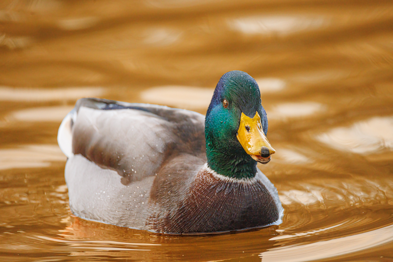 Stockente [Anas platyrhynchos]