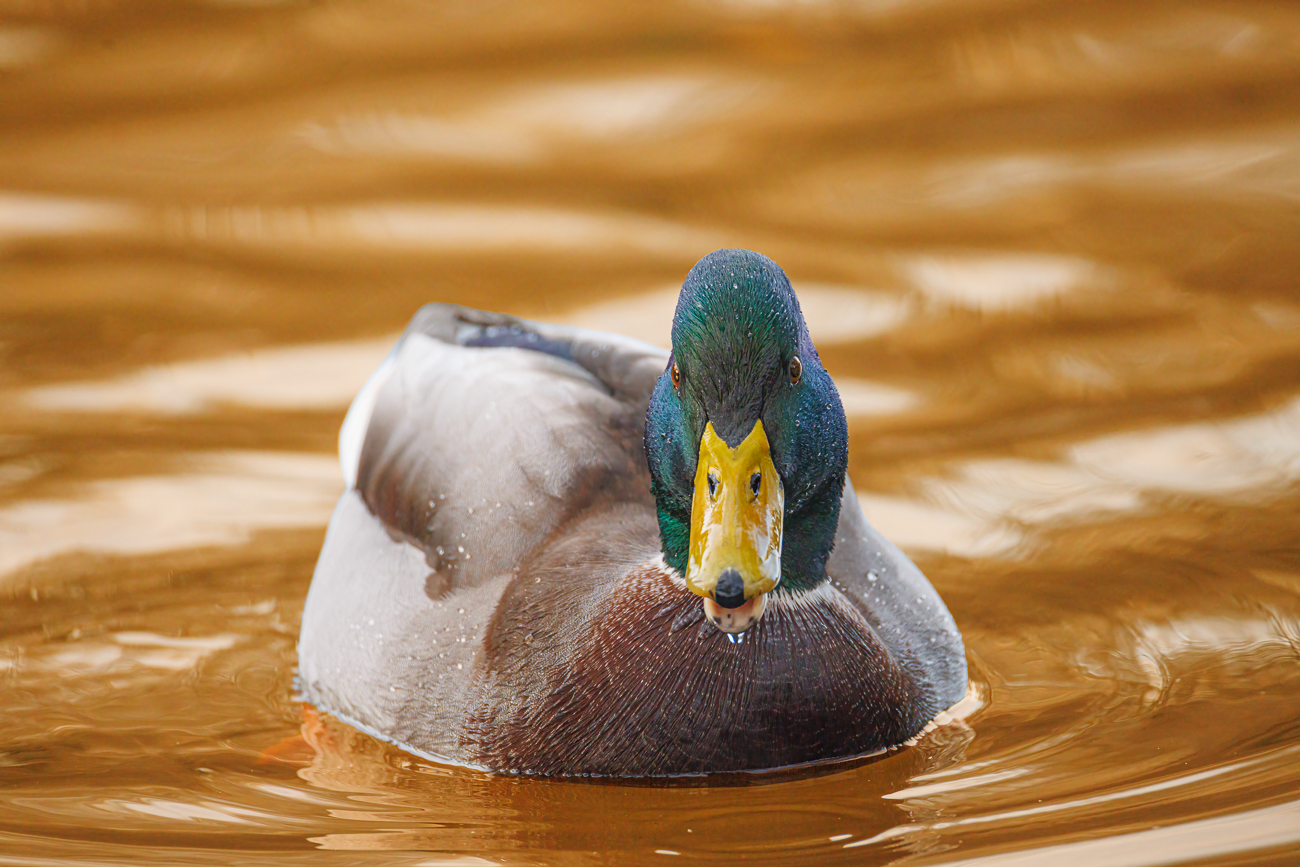 Stockente [Anas platyrhynchos]