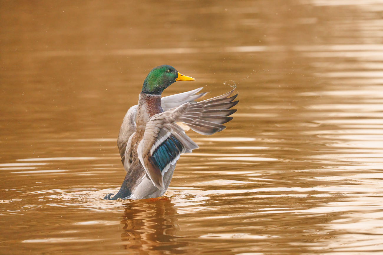 Stockente [Anas platyrhynchos]