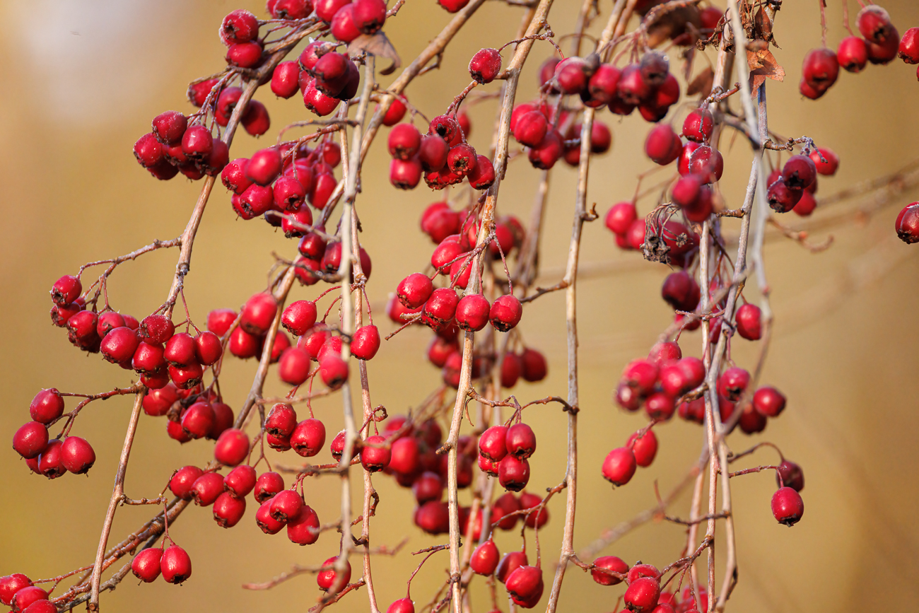 Großkelchiger Weißdorn [Crataegus rhipidophylla]