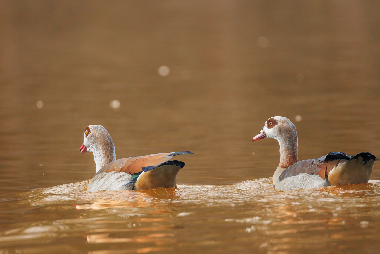 Nilgänse [Alopochen aegyptiaca]