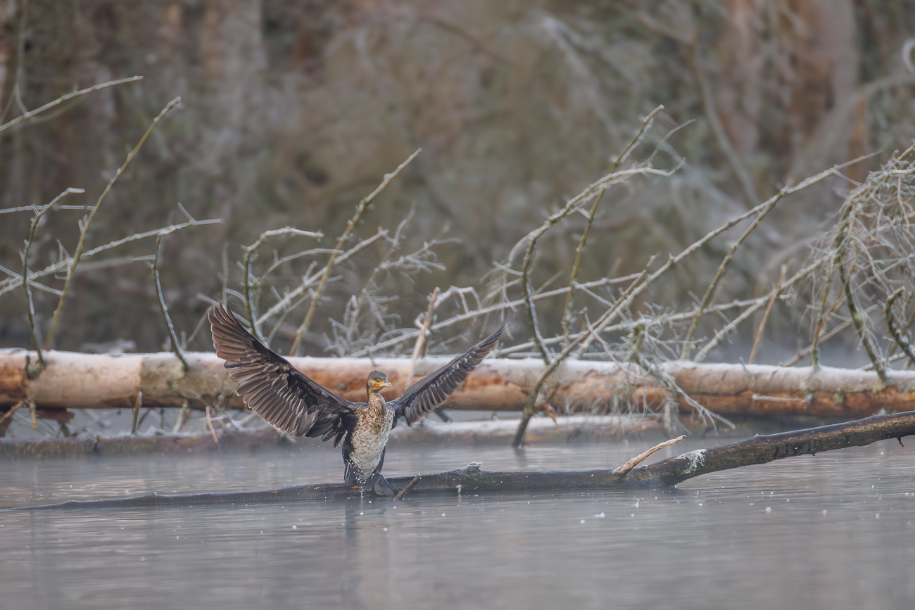 Kormoran [Phalacrocorax carbo]