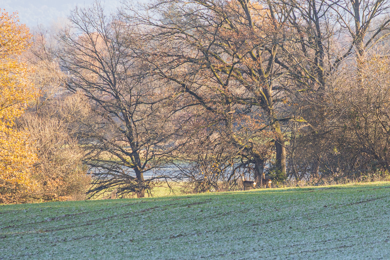 Zwei Rehe, leider viel zu weit weg