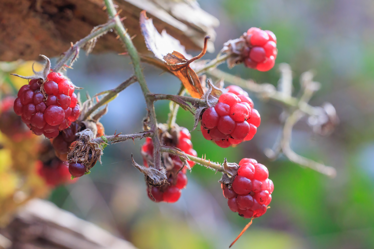 Nicht mehr reifende Brombeeren