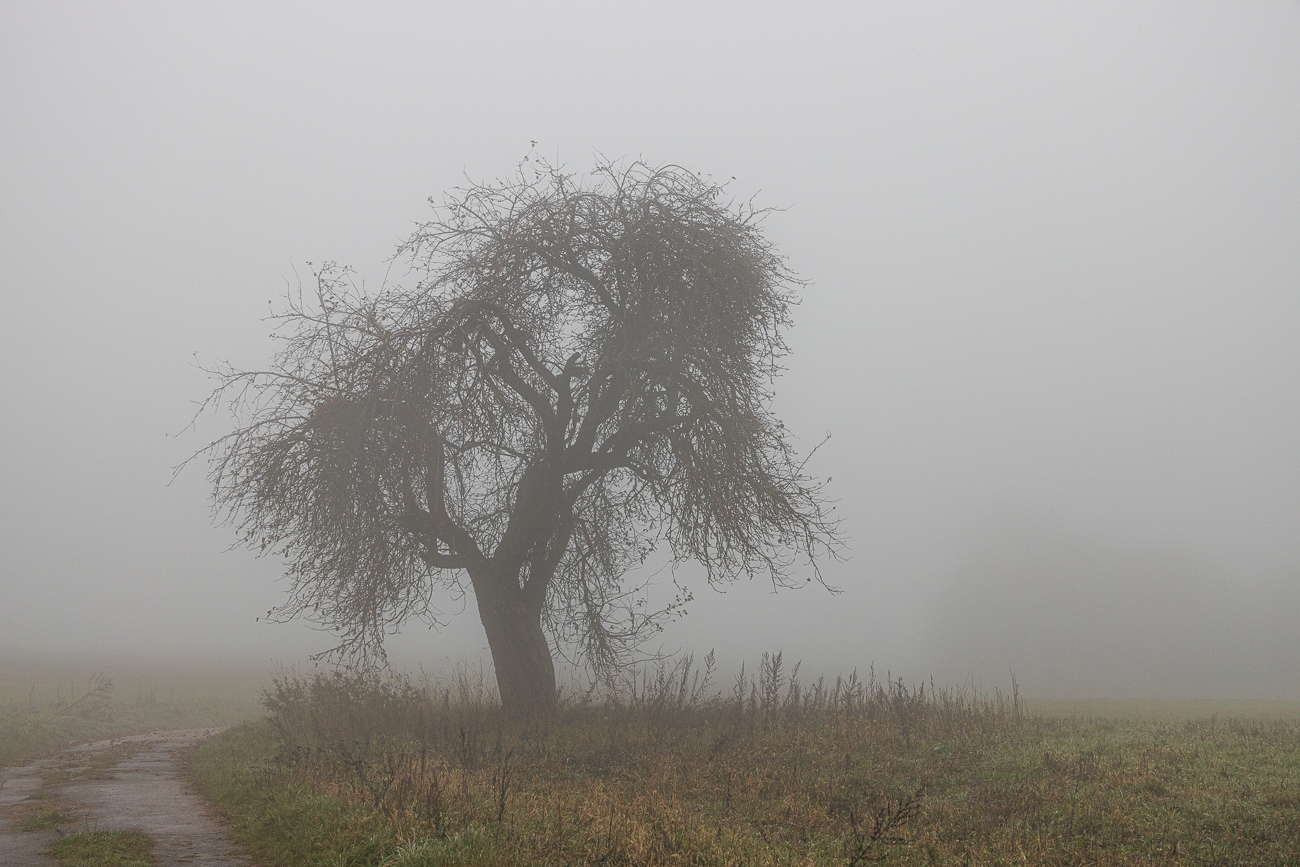 Nebel nahe der Stennweiler Kipp