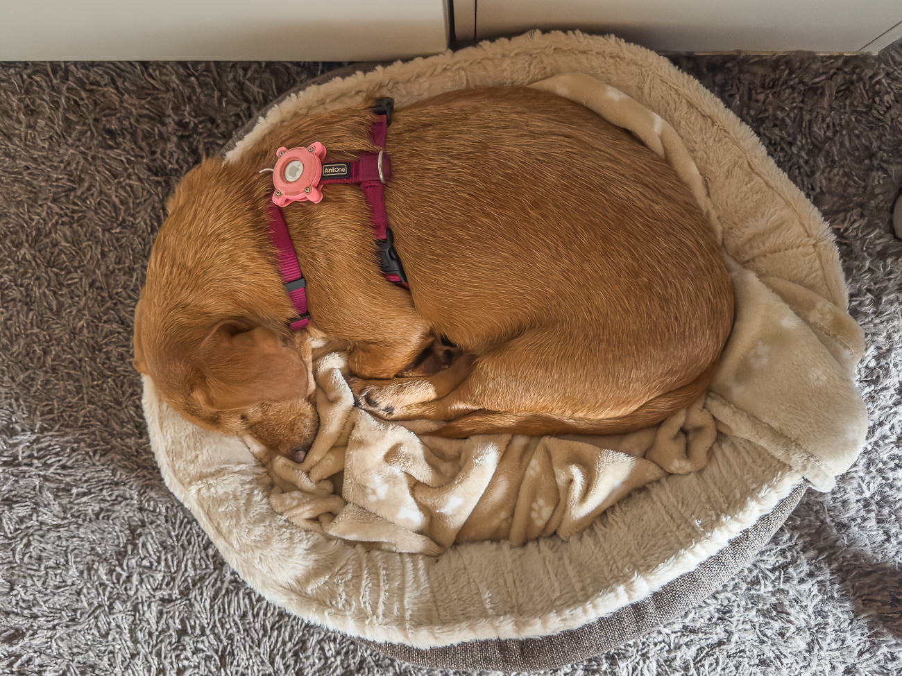 Frieda ist m&uuml;de vom Spaziergang