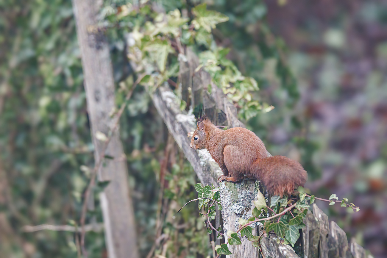 Immer auf der Hut ...