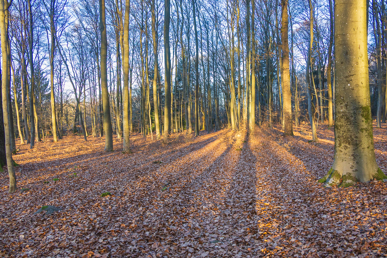 Leuchtende Sonnenstrahlen im Wald