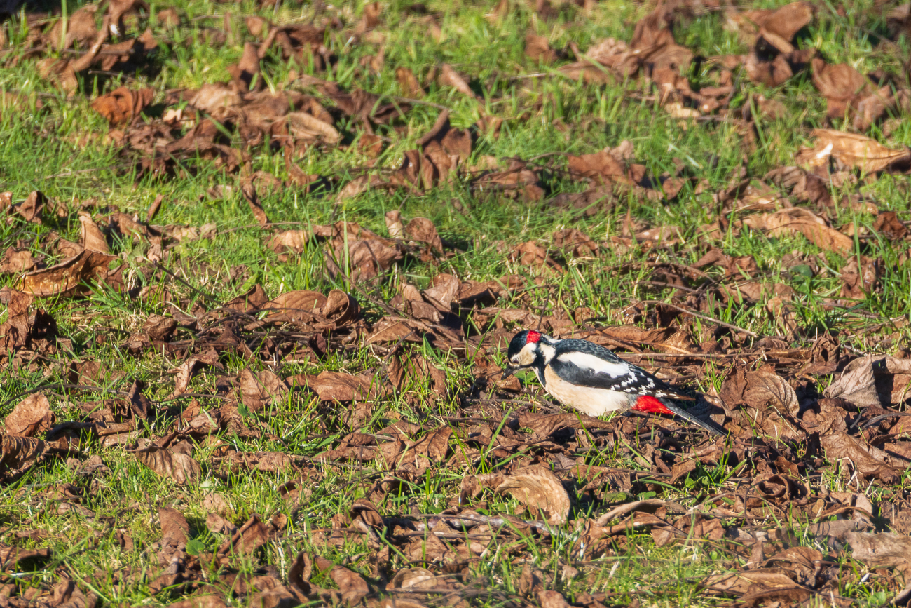 Hier w&uuml;hlt der Buntspecht im Laub