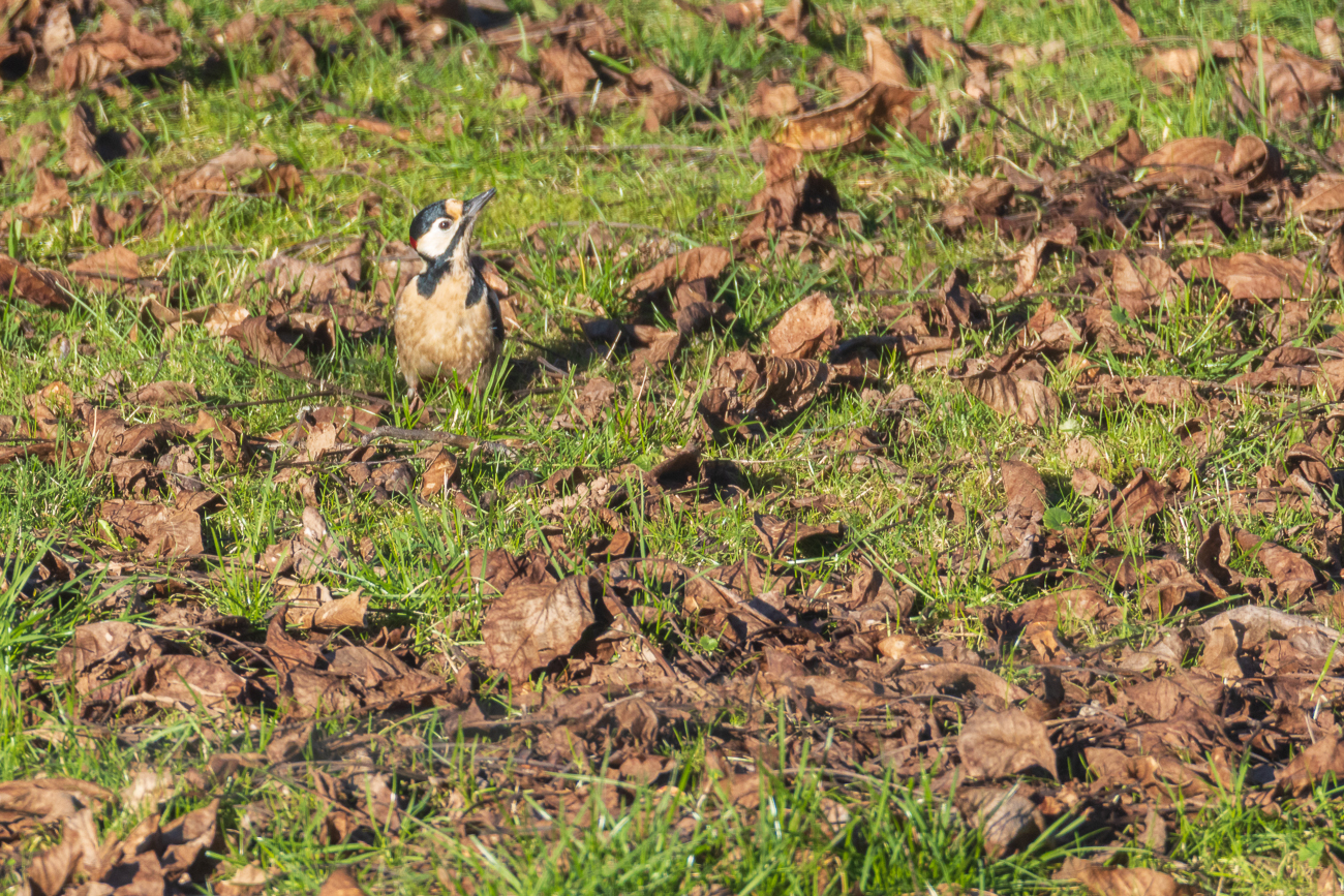 Was ist denn dort oben?