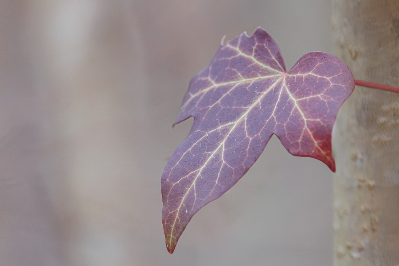Gemeiner Efeu [Hedera helix]