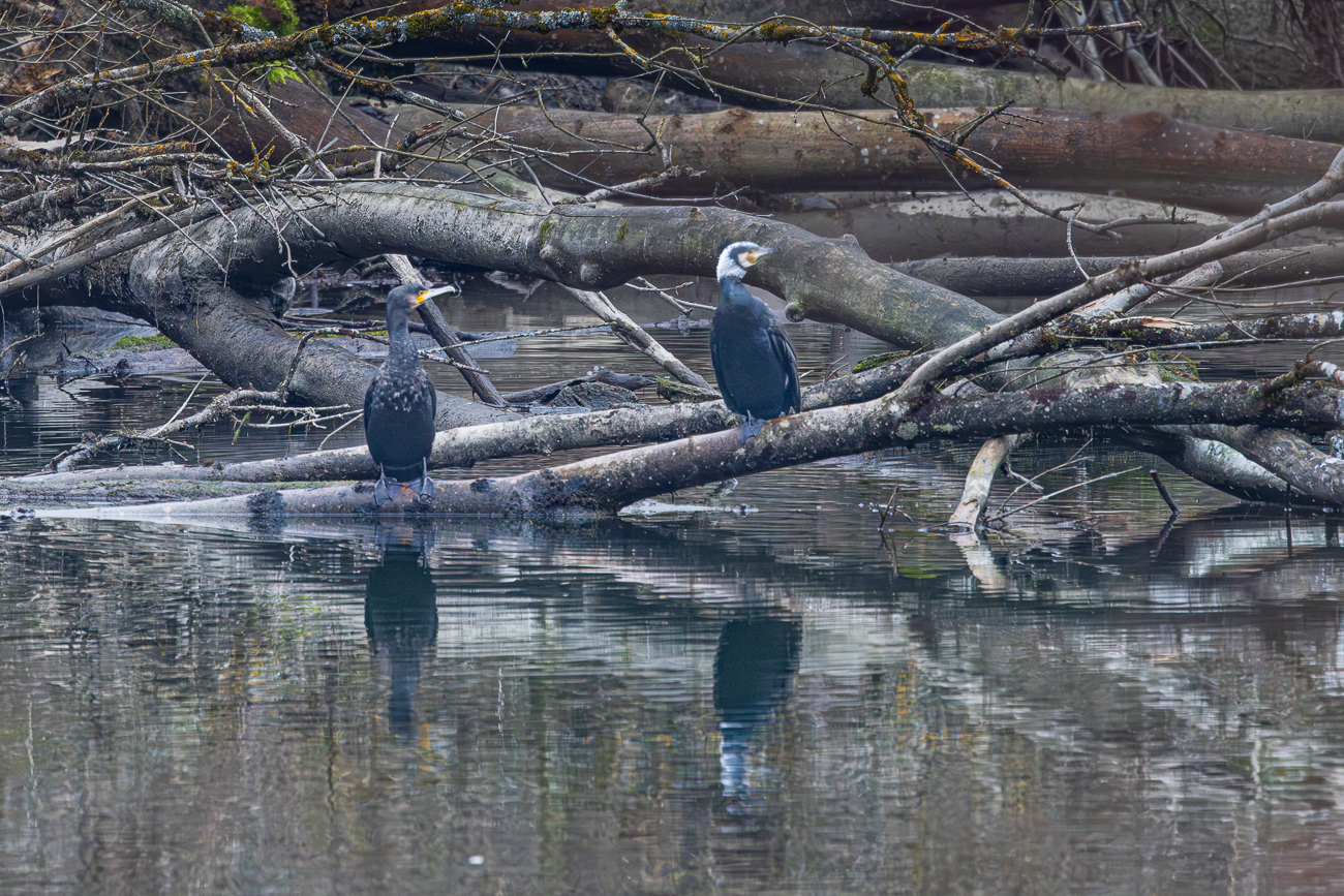 Kormorane [Phalacrocorax carbo]