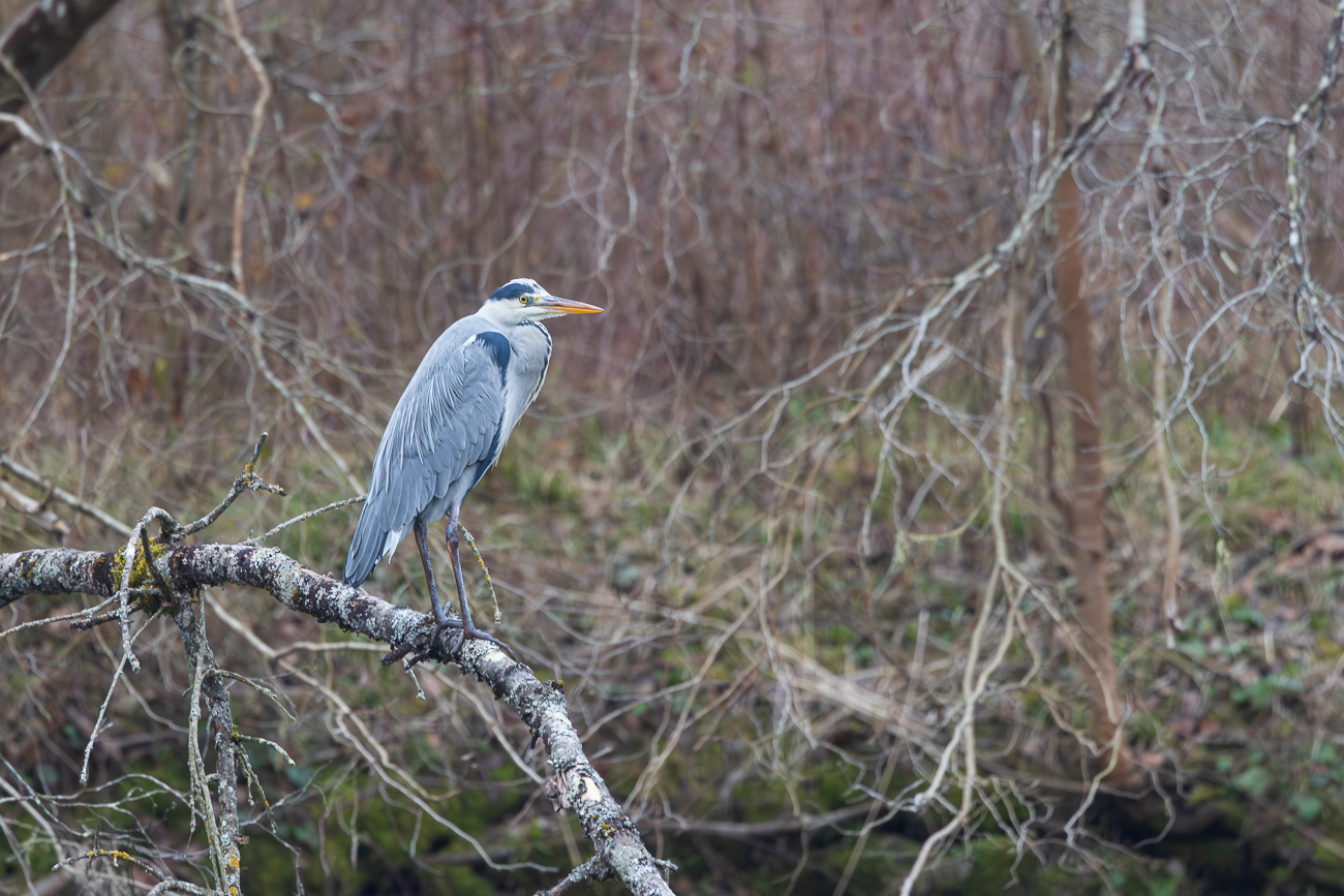 Graureiher [Ardea cinerea]