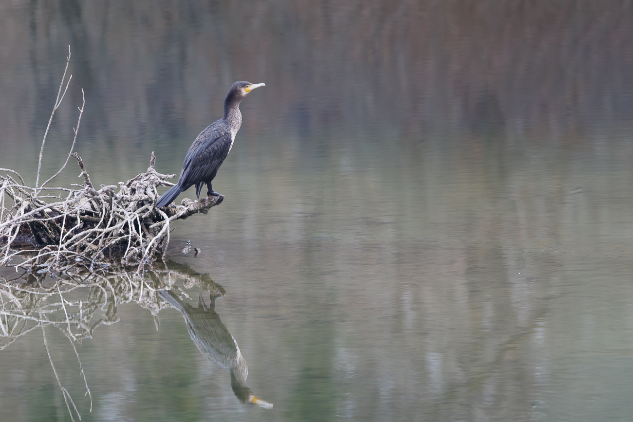 Kormoran [Phalacrocorax carbo]