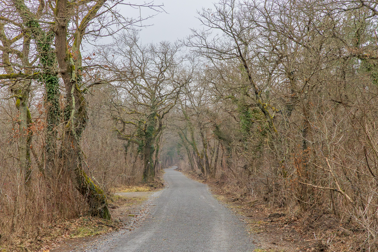 Mit etwas mehr Nebel w&auml;re das ein verwunschener Weg