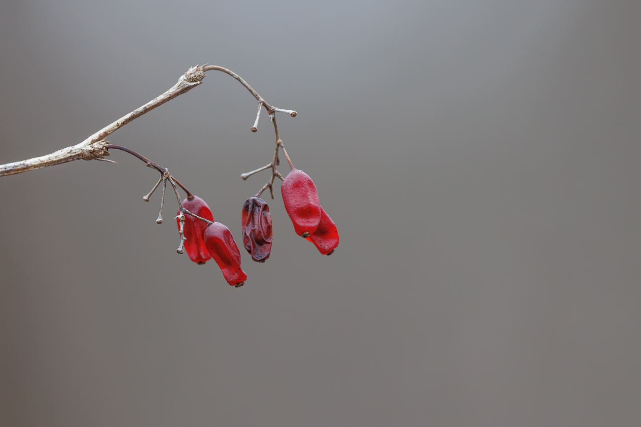 Berberitze [Berberis vulgaris]