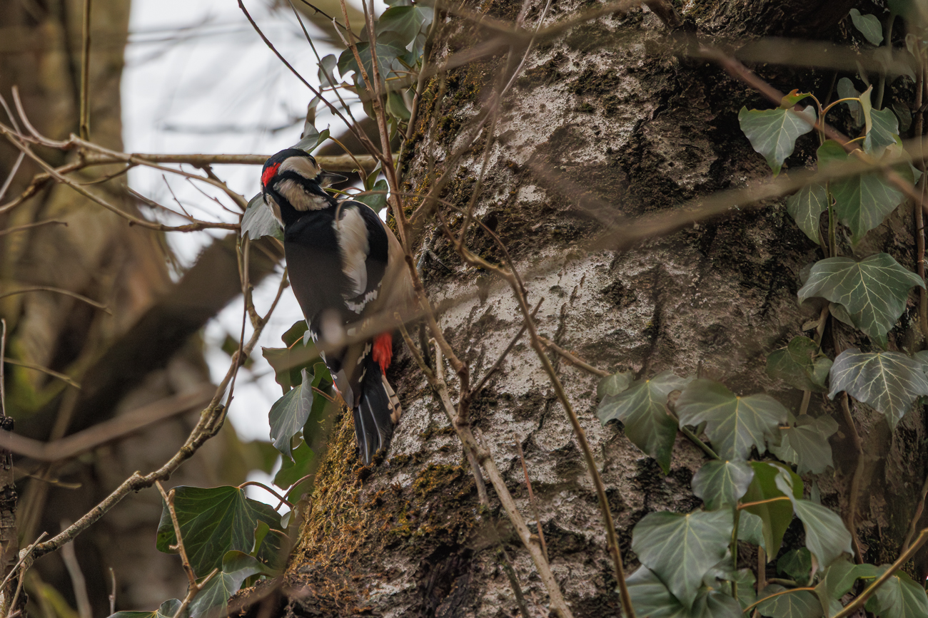 Buntspecht [Dendrocopos major]