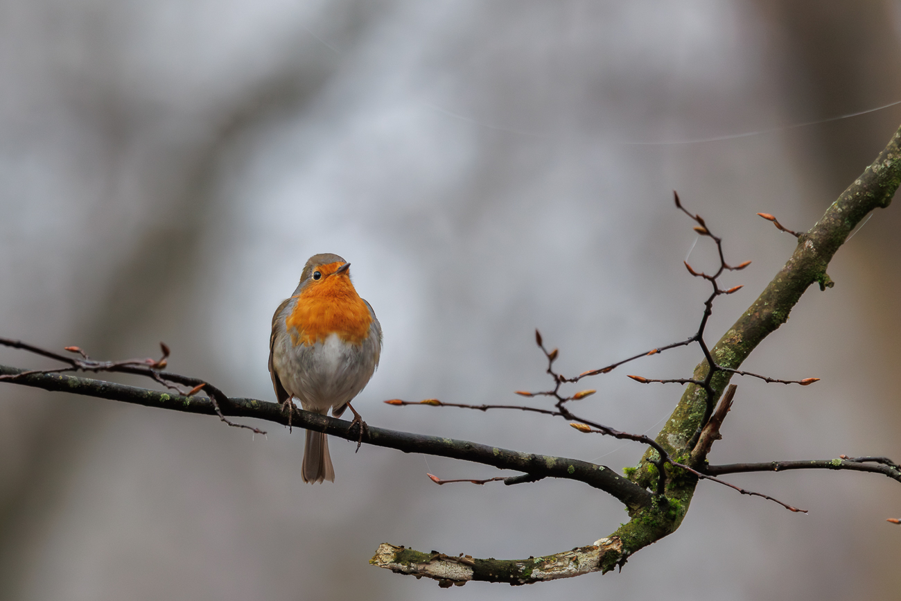 Rotkelchen [Erithacus rubecula]