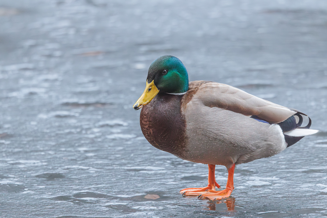 Stockente [Anas platyrhynchos], M&auml;nnchen