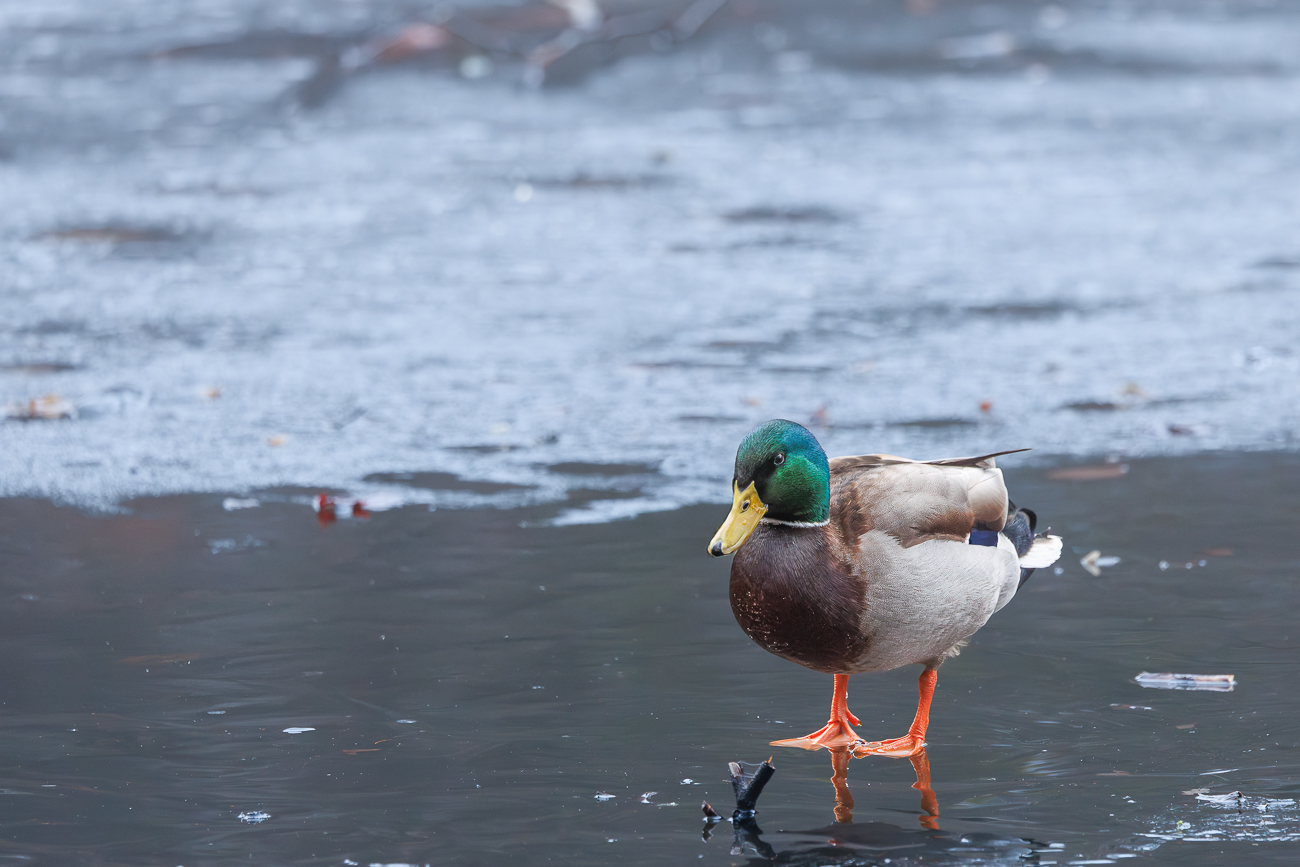 Stockente [Anas platyrhynchos], M&auml;nnchen