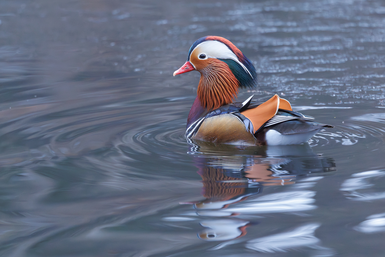 Mandarinente [Aix galericulata], M&auml;nnchen