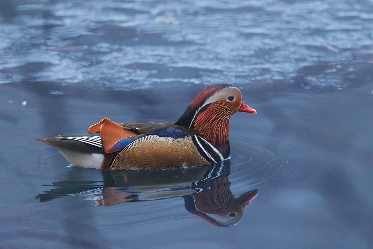 Mandarinente [Aix galericulata], M&auml;nnchen