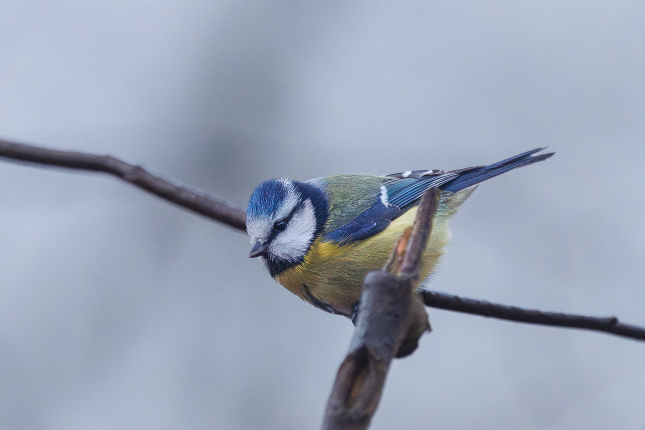 Blaumeise (Cyanistes caeruleus)