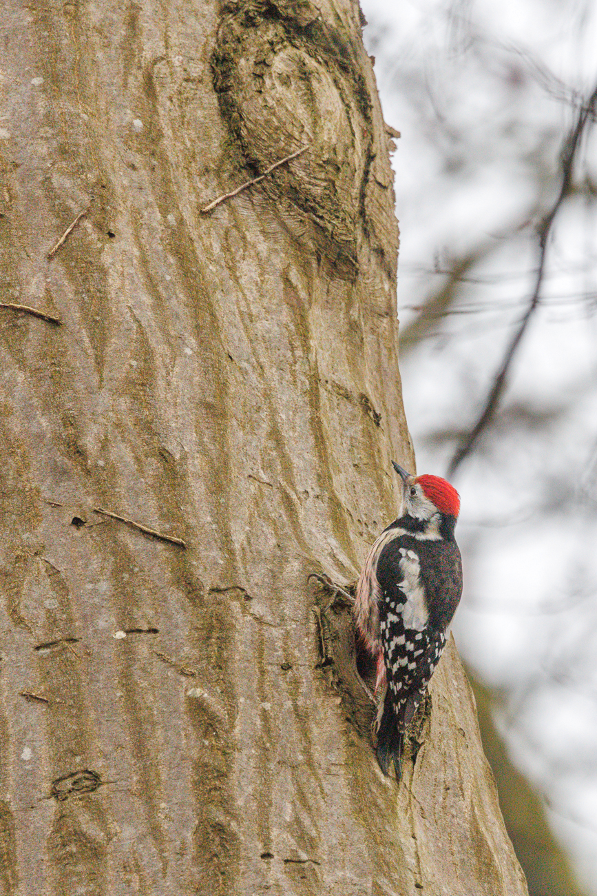 Mittelspecht (Leiopicus medius)