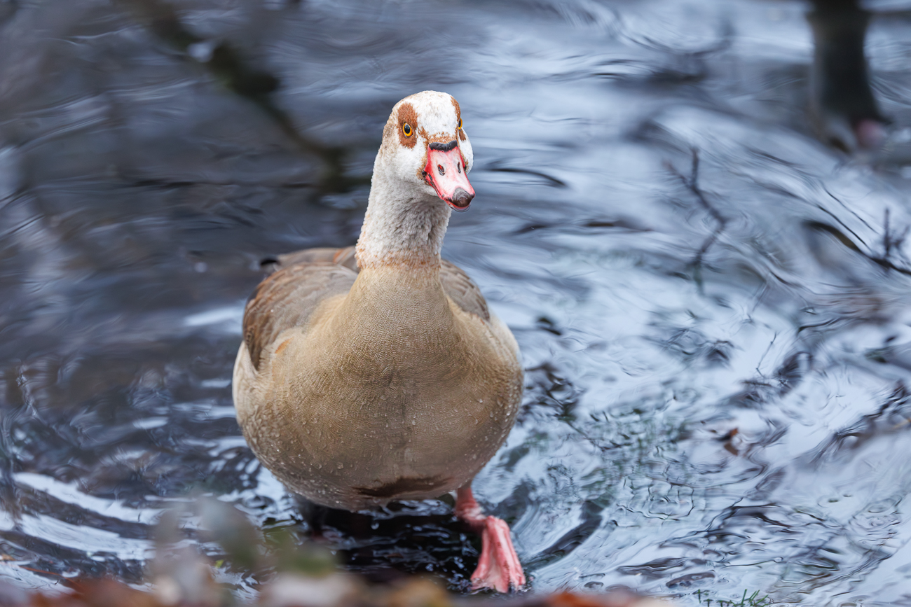 Nilgans [Alopochen aegyptiaca]