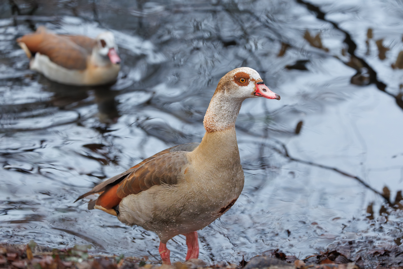 Nilgans [Alopochen aegyptiaca]