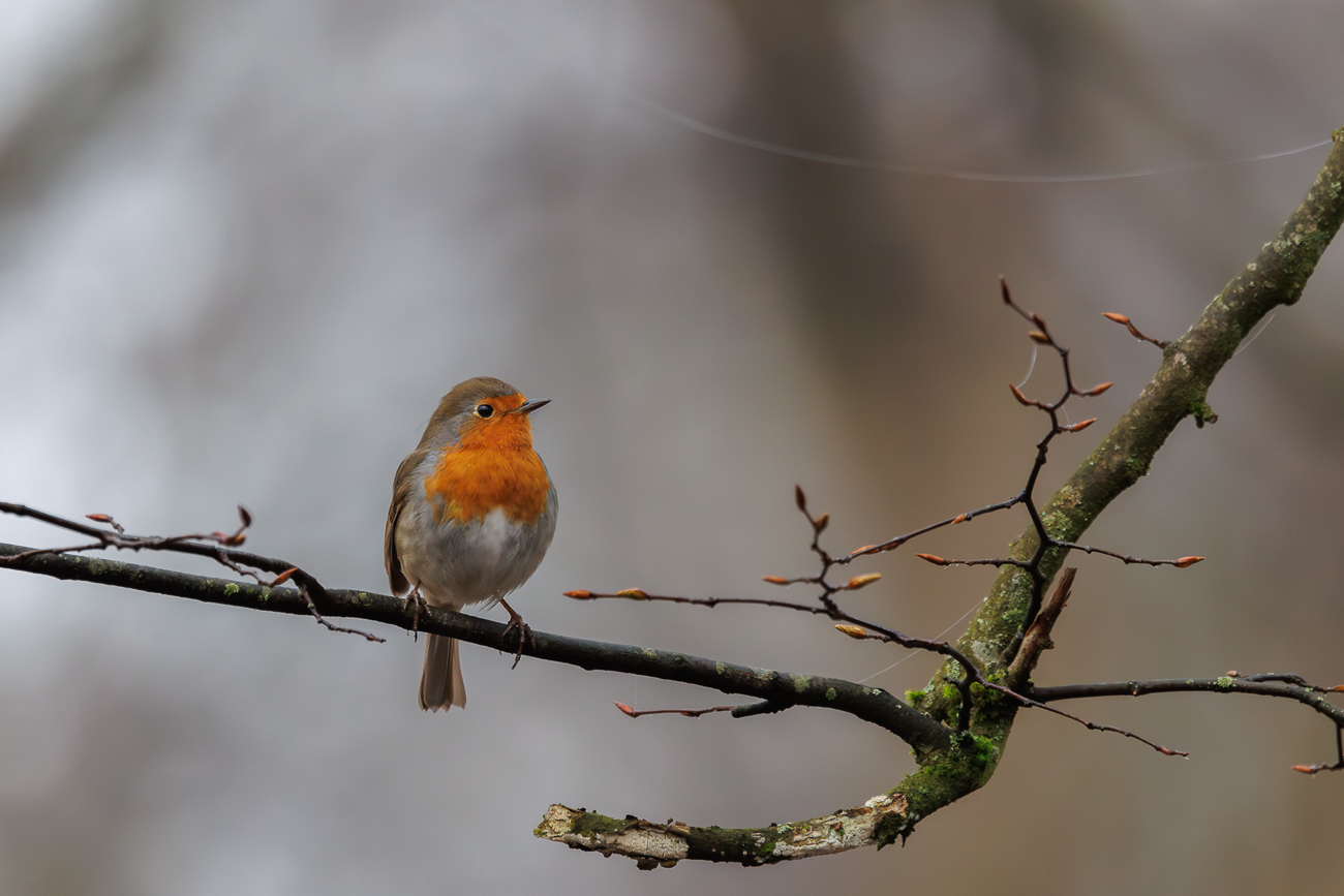 Rotkelchen [Erithacus rubecula]