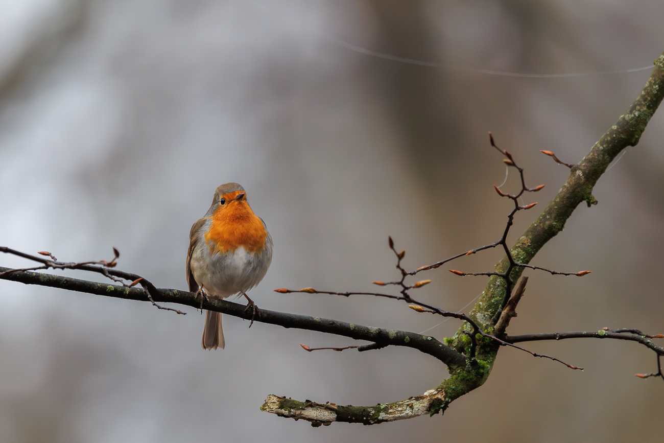 Rotkelchen [Erithacus rubecula]
