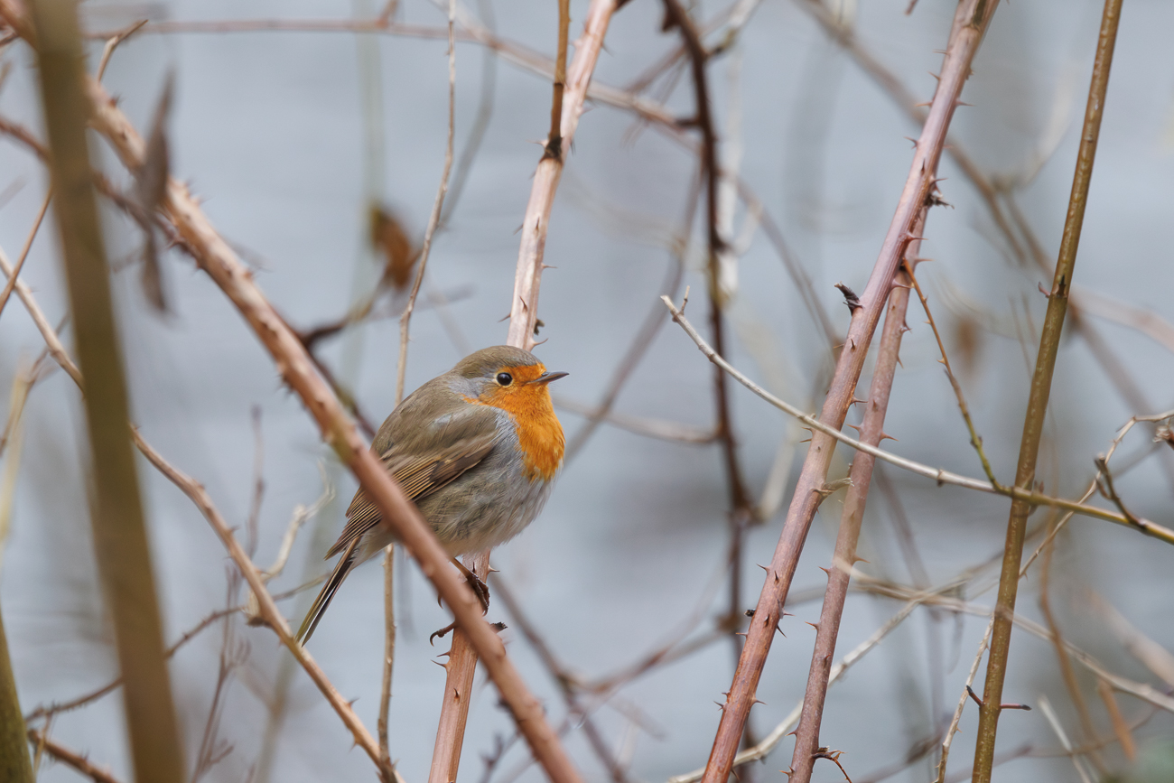 Rotkelchen [Erithacus rubecula]