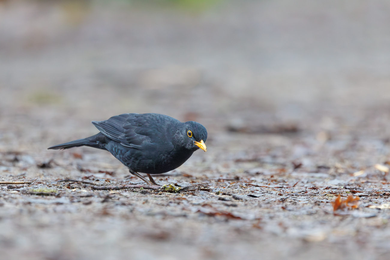 Amsel [Turdus merula]