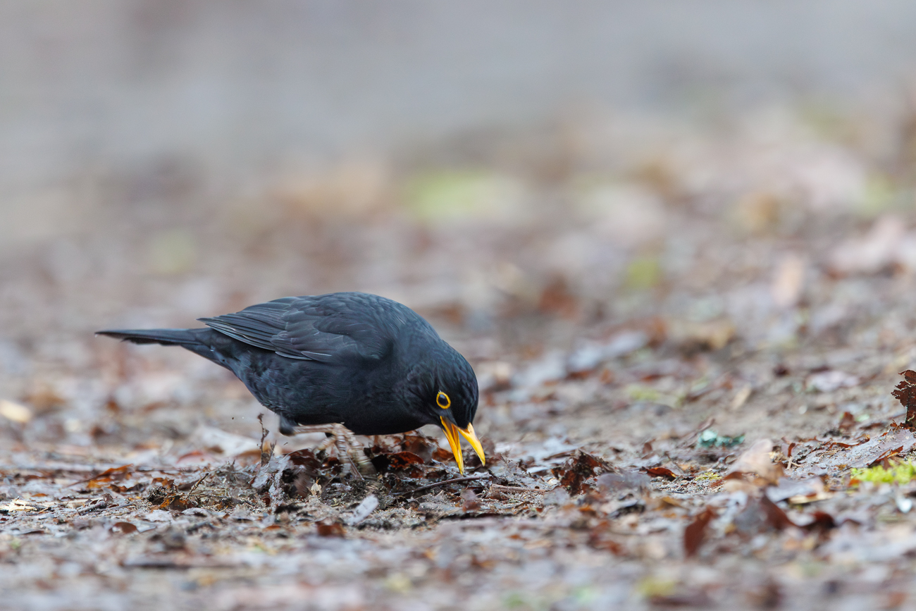 Amsel [Turdus merula]
