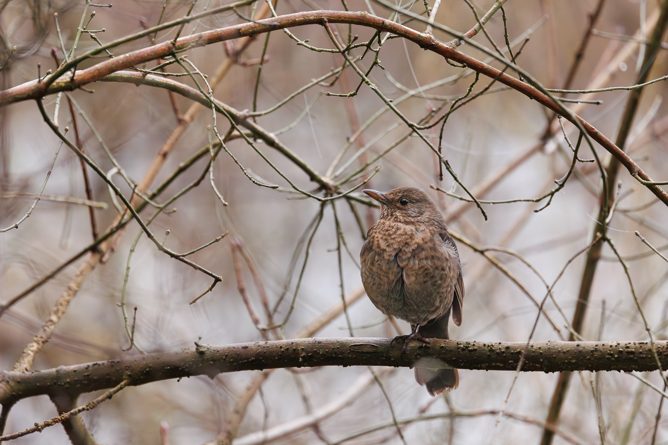Amsel [Turdus merula]