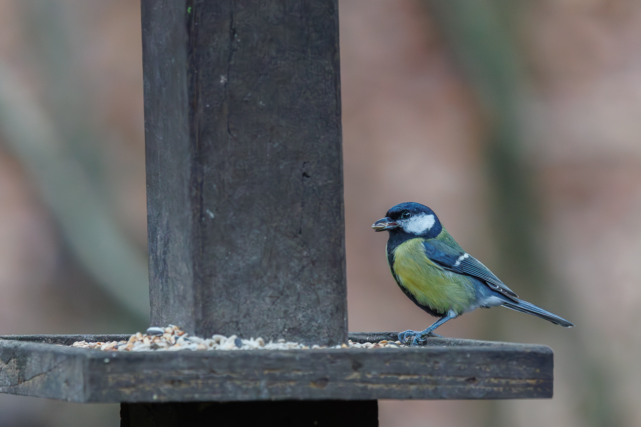 Kohlmeise [Parus major]
