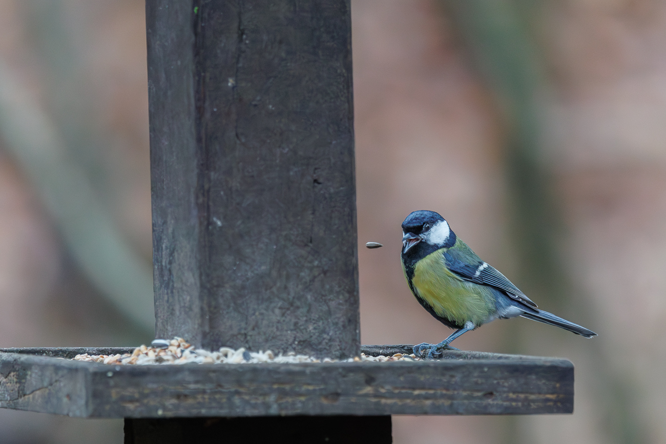 Kohlmeise [Parus major]