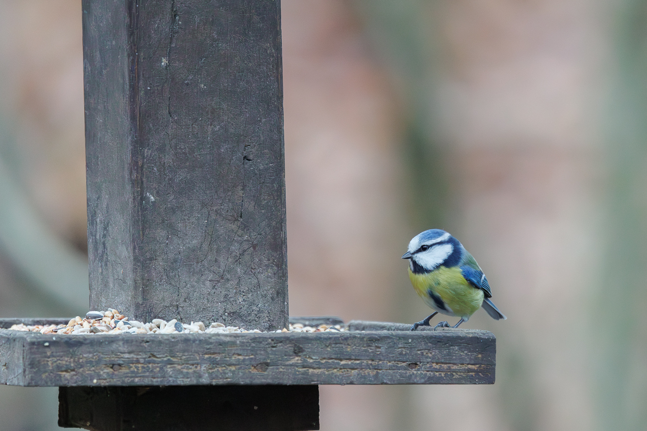 Blaumeise (Cyanistes caeruleus)