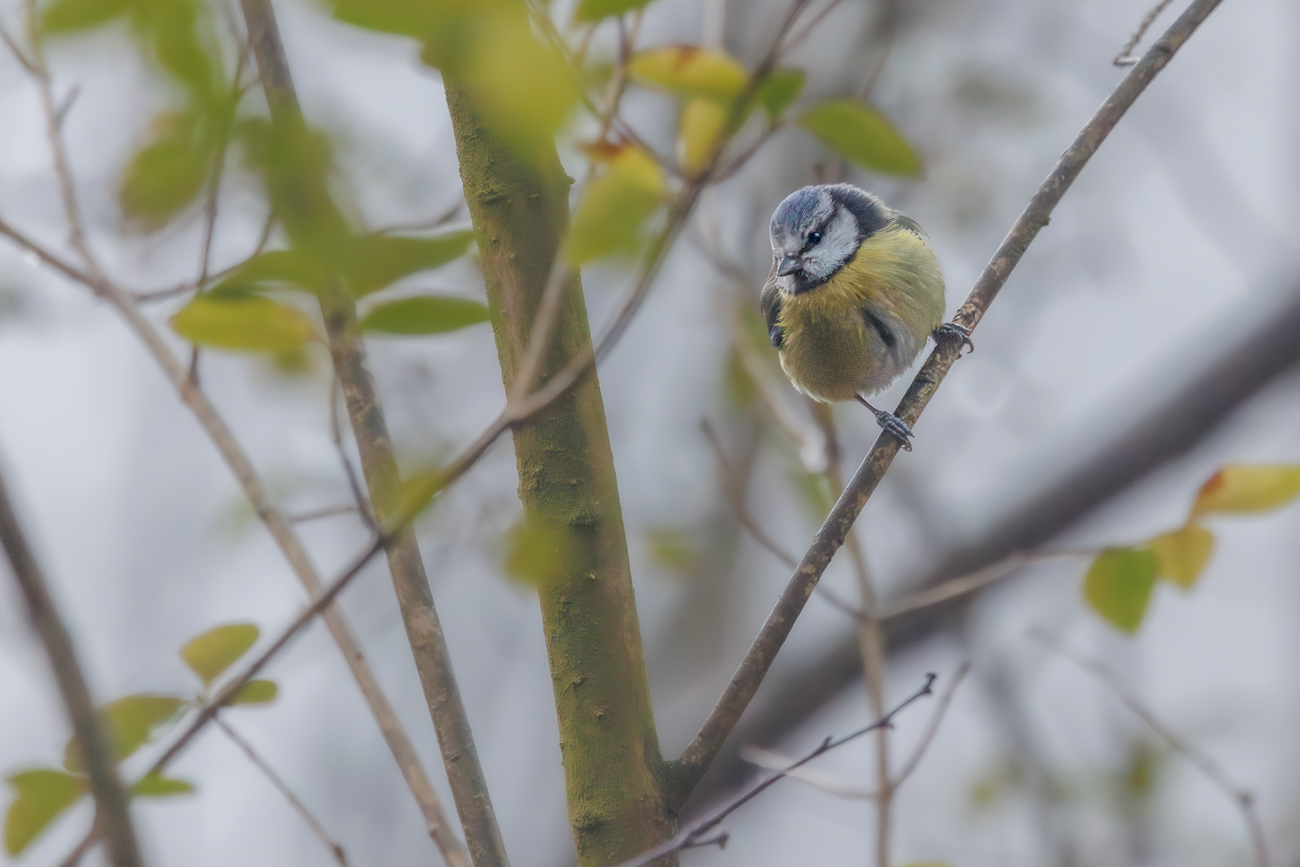 Blaumeise (Cyanistes caeruleus)