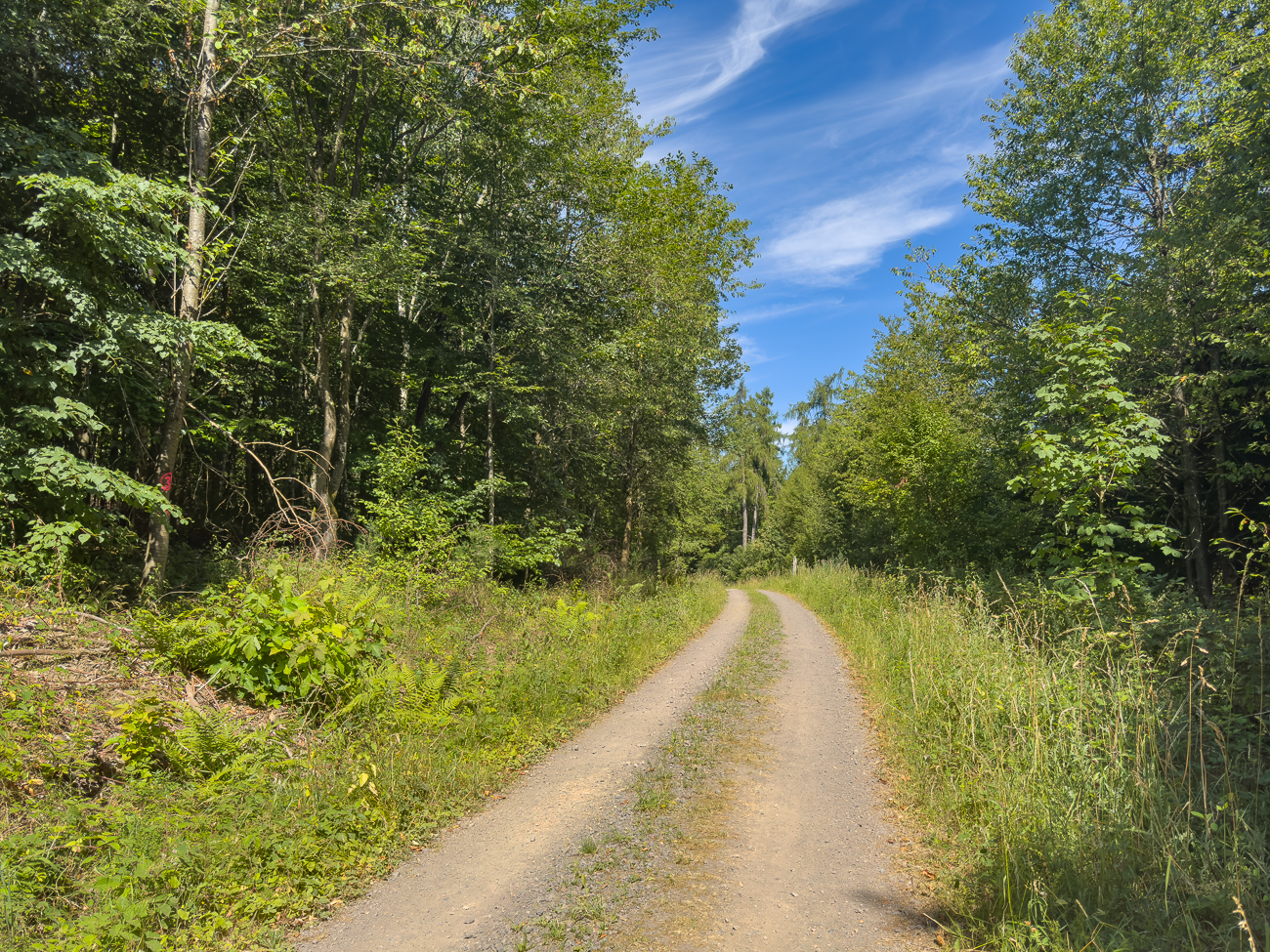 Geschotteter Waldweg